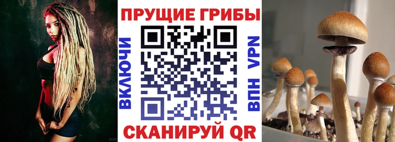 хочу   Донецк  Галлюциногенные грибы мицелий 